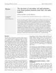 The structure of secondary cell wall polymers: how