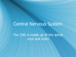 Central Nervous System