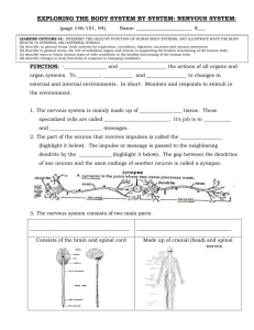 nervous system worksheet