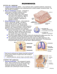 MEMBRANES