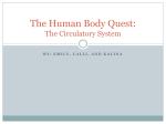 The Human Body Quest: The Circulatory System
