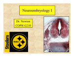 Neuroembryology I