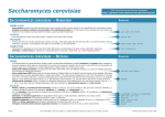 Saccharomyces cerevisiae - Saccharomyces Genome Database