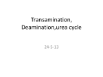 Transamination, Deamination,urea cycle