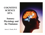 COGNITIVE SCIENCE 107A Sensory Physiology and the Thalamus
