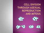 Cell division