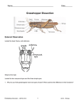 Grasshopper Dissection External Observation