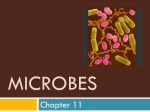 Microbes and Protists
