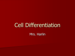 Cell Differentiation - Mrs. Harlin`s Website