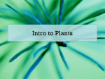 Intro to Plants - Westgate Mennonite Collegiate