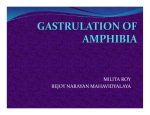 gastrulation of amphibia - Bejoy Narayan Mahavidyalaya