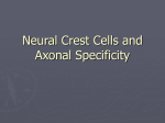 Neural Crest Cells and Axonal Specificity