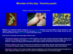 Microbe of the day: Yersinia pestis