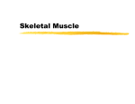 Skeletal Muscle