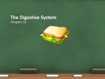 The Digestive System