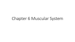 Chapter 6 Muscular System