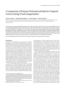 Comparison of Primate Prefrontal and Inferior Temporal