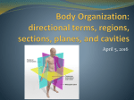 Body Organization: regions, sections, planes, and cavities