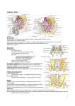 Pelvis - ShakEM