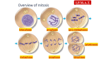 Mitosis - muhlsdk12.org