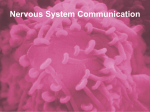 Nervous System Communication