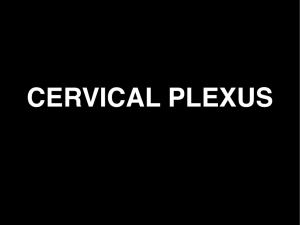 11 Cervical Plexus - Biology Courses Server