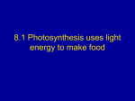 Light and Calvin Cycle