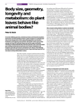 Body size, geometry, longevity and metabolism: do plant leaves