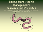 Herd Health Management: Bovine Parasites