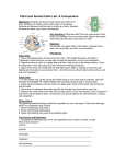 Plant and Animal Cells Lab: A Comparison