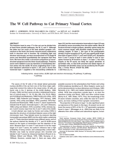 The W cell pathway to cat primary visual cortex