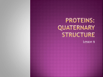 Proteins: Primary Structure