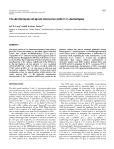 The development of apical embryonic pattern in Arabidopsis