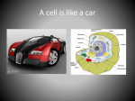 A cell is like a car - Monroe County Schools