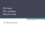 The bone The cartilage Muscle tissue Nervous tissue