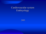 Cardiovascular system Embryology 2009 Blood and blood vessels
