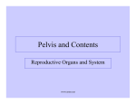 Pelvis and Contents