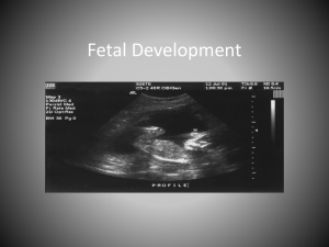 Fetal Development