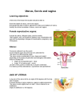 Anantomy Demo Uterus cervix and vagina