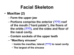 Facial Skeleton