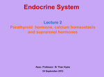 L 2 parathyroid and calcium homeostasis 25th september 2012