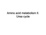 Amino acid metabolism II. Urea cycle