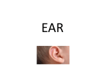 External ear