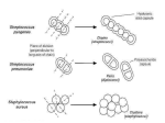 The Staphylococci