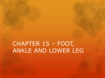chapter 15 * foot, ankle and lower leg