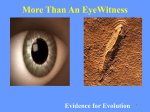 More Than An EyeWitness