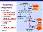 Ch9 4 glycolysis part 2 and 3