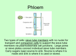 Phloem