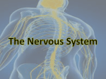 The Nervous System