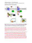 S7.Cell Signaling-β-catenin pathway homework